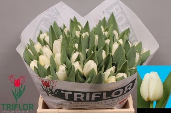 TULIPE ANTARCTICA 40G 38CM