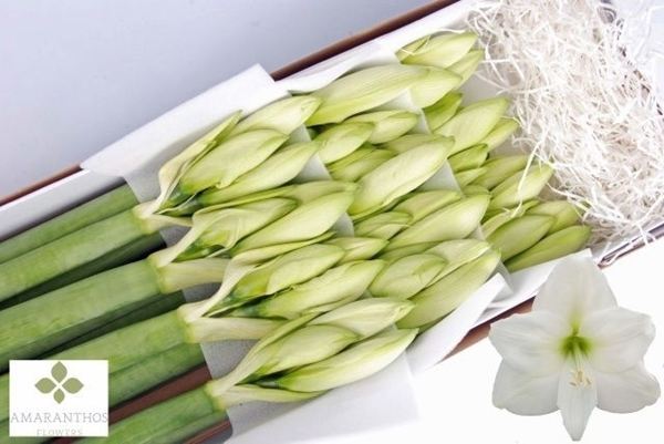 AMARYL. MONT BLANC 4FL X12