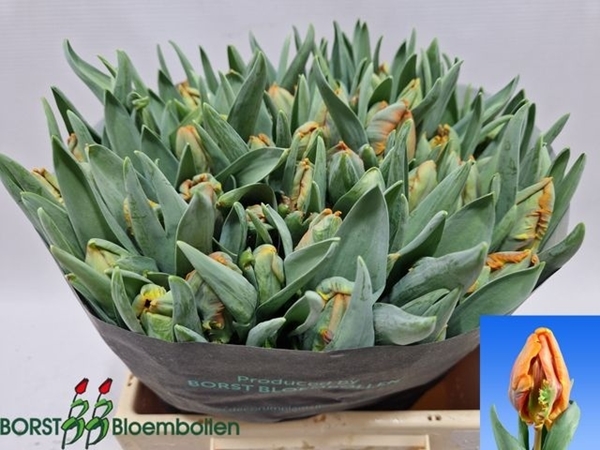 TULIPE ICOON 36G 40CM