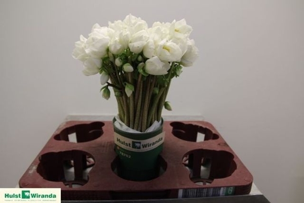 HELLEBORE NIGELLER BLANC 28CM