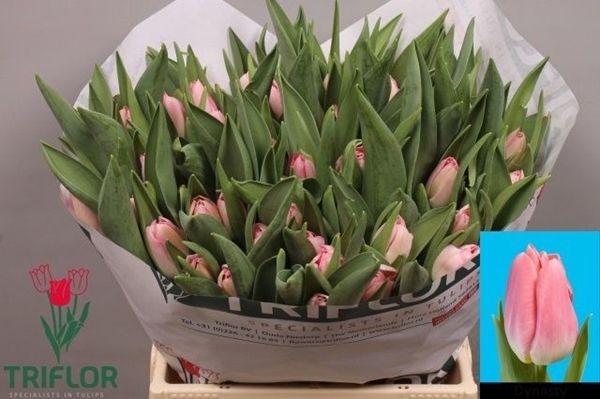 TULIPE DYNASTERY 43G 41CM