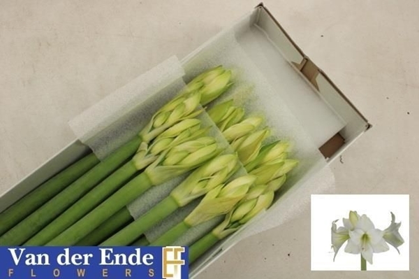 AMARYL. COSTA BLANCA X18 $$$