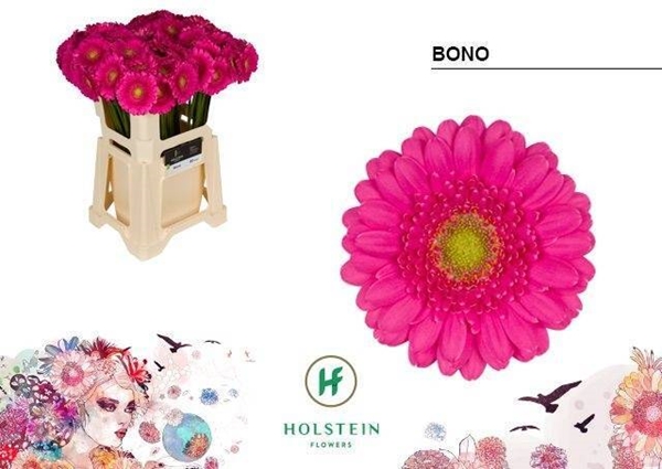 GERMINI AQUA X20 BONO