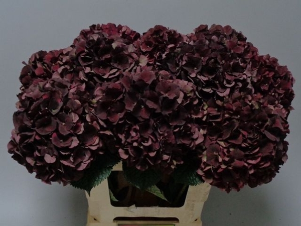 HORT. RUBY CLASSIC 60CM