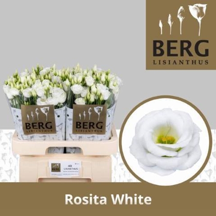 LISIANTHUS BLANC $$$
