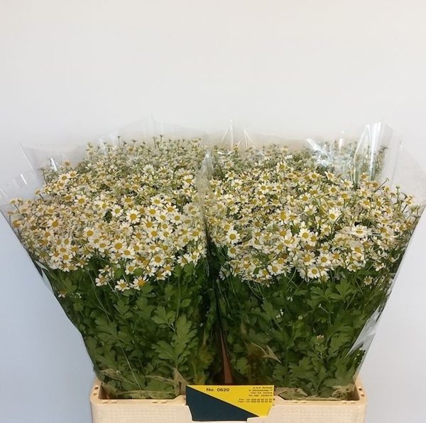 MATRICAIRE PA SINGLE VEGMO X25 65CM