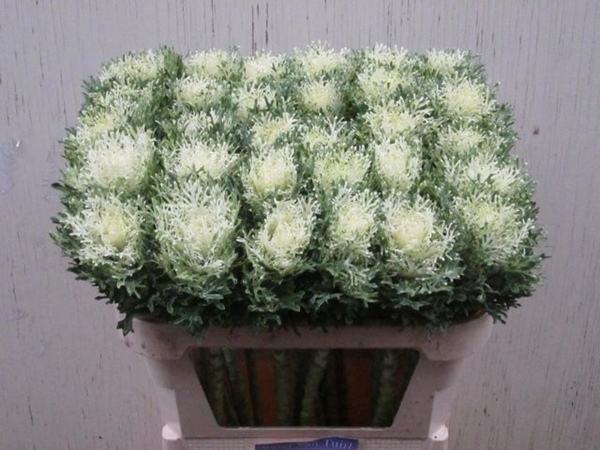 CHOUX CRANE FEA SNOW 70CM