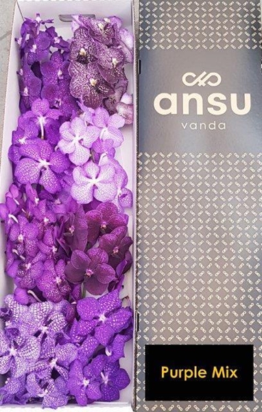 VANDA TAK X8