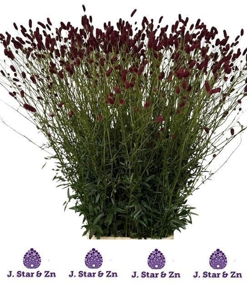 SANGUISORBA OF ROYAL STAR 140CM 33 10
