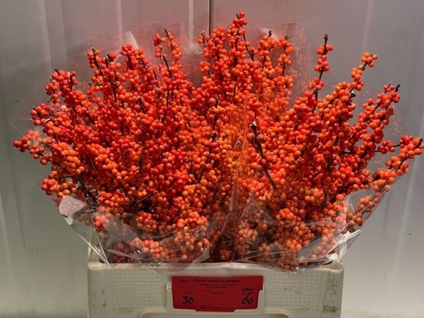 ILEX WINTER GOLD 70CM