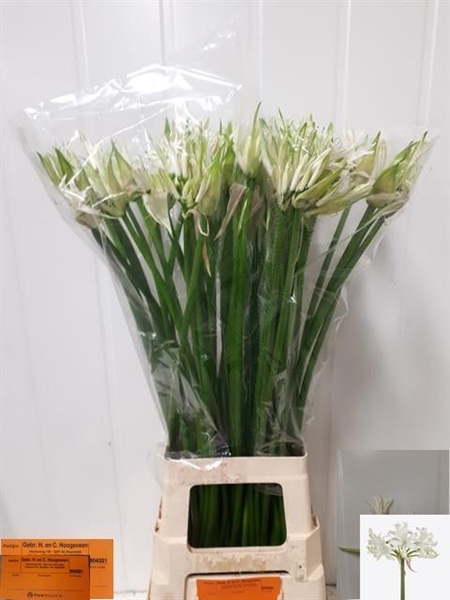 NERINE WHITE TIGER 90CM