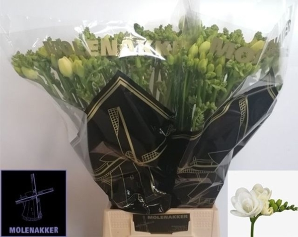 FREESIA ESSENCE 24G 54CM