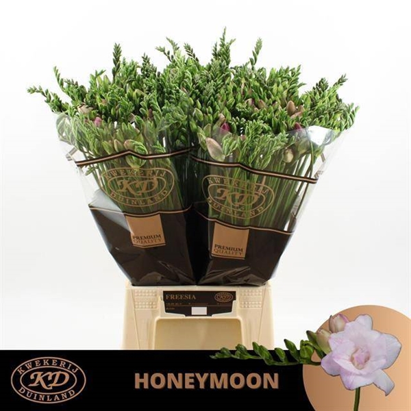FREESIA HONEYMOON 24G 55CM