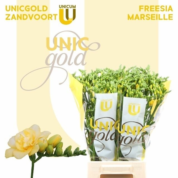 FREESIA MARSEILLE 23G 54CM