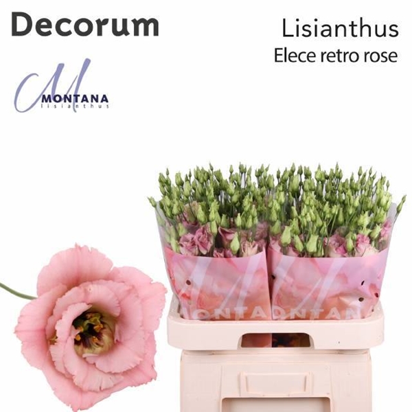 LISIANTHUS ELECE RETRO ROSE 70CM