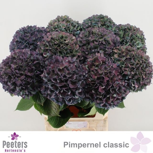 HORT. PERNEL CLASSIC 80CM