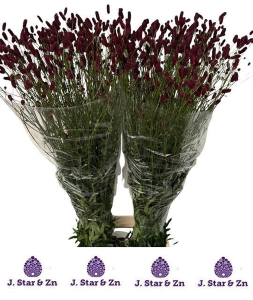 SANGUISORBA OF ROYAL STAR 140CM