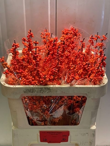 ILEX WINTER GOLD 70CM