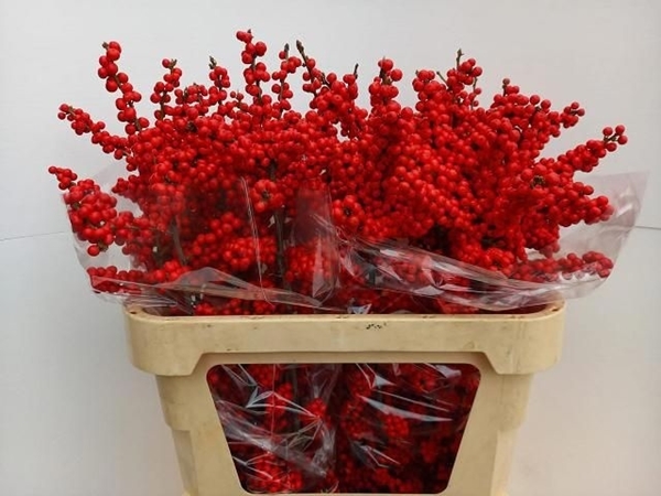 ILEX VERT BRIT BUYS 80CM