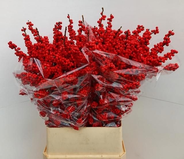 ILEX VERT BRIT BUYS 100CM