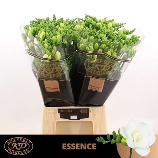 FREESIA ESSENCE