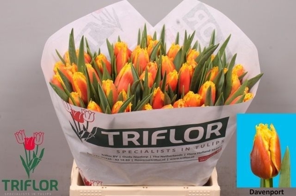 TULIPE DAVENPORT 39G 43CM