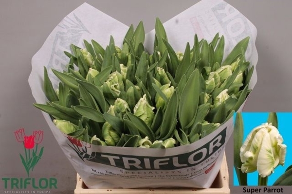 TULIPE SUPER PARROT 34G 40CM