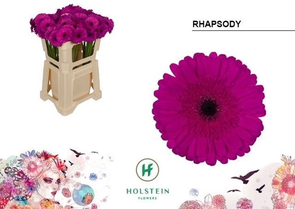 GERMINI AQUA X20 RHAPSODY