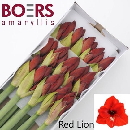 AMARYL. RED LION $$$