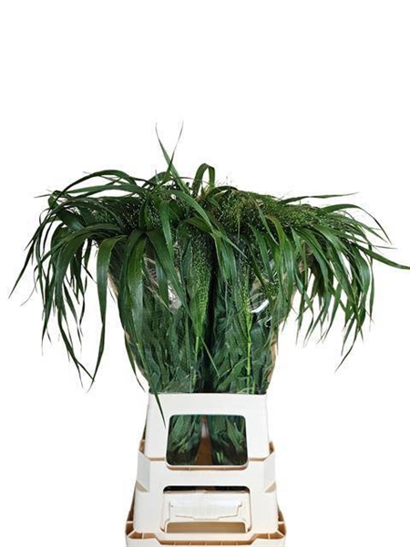 PANICUM FONTAINE ZILVERGR