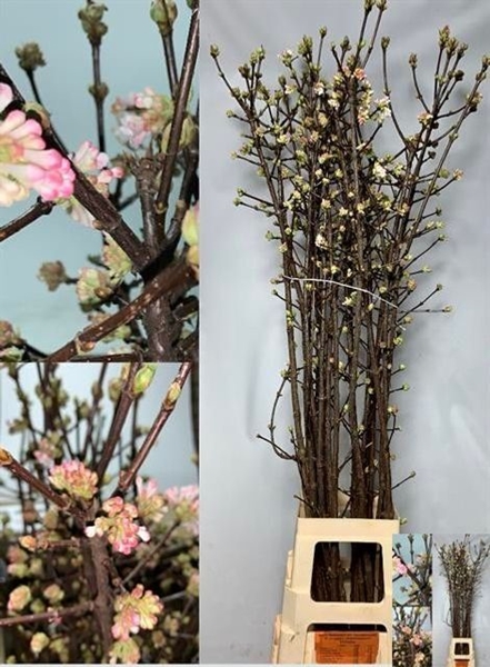 VIBURNUM BODNANTENSE 125CM
