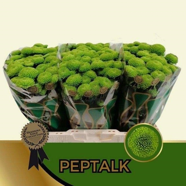 CHRYS. SANTINI PEPTALK 55CM