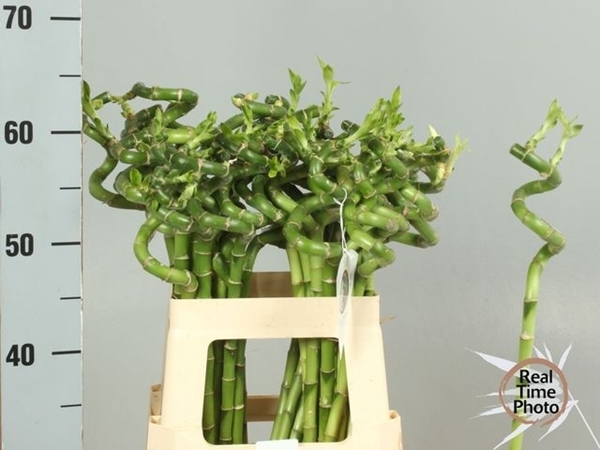 LUCKY BAMBOO SPIREEAAL 60CM