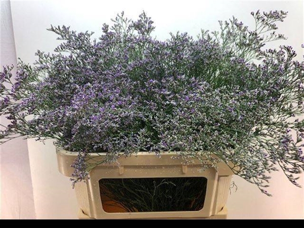 LIMONIUM BELTAARD 80CM 45G