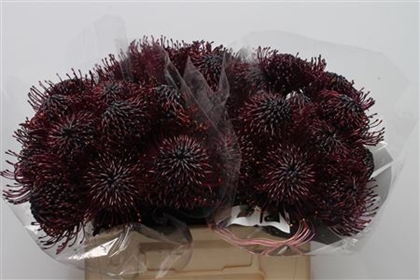 LEUCO NAOMI KLB H% 40CM