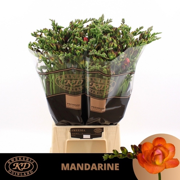 FREESIA MANDARINE