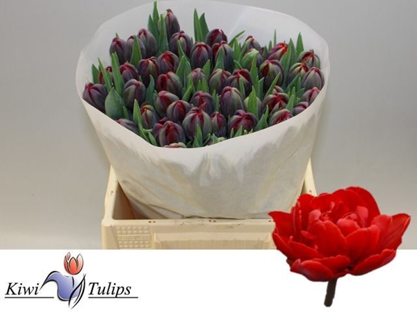 TULIPE RED PRINCESS