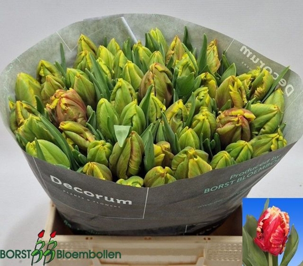 TULIPE DEE JAY PARROT