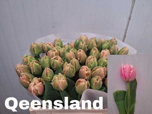 TULIPE QUEENSLAND