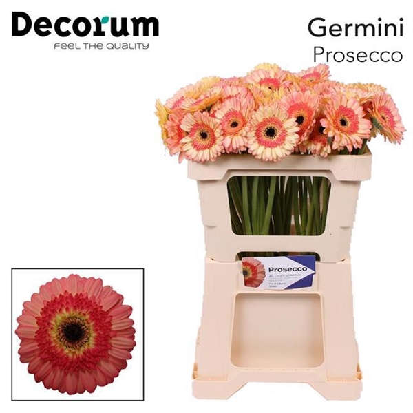 GERMINI AQUA X20 BABBLE