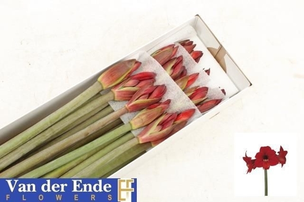 AMARYL. RAPIDO X18 $$$