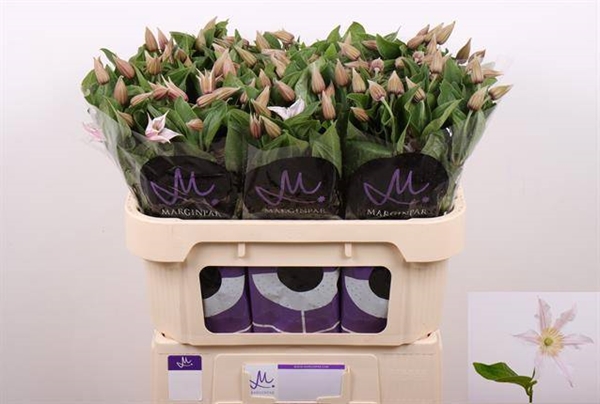 CLEMATITE AMAZING KANSAS 70CM