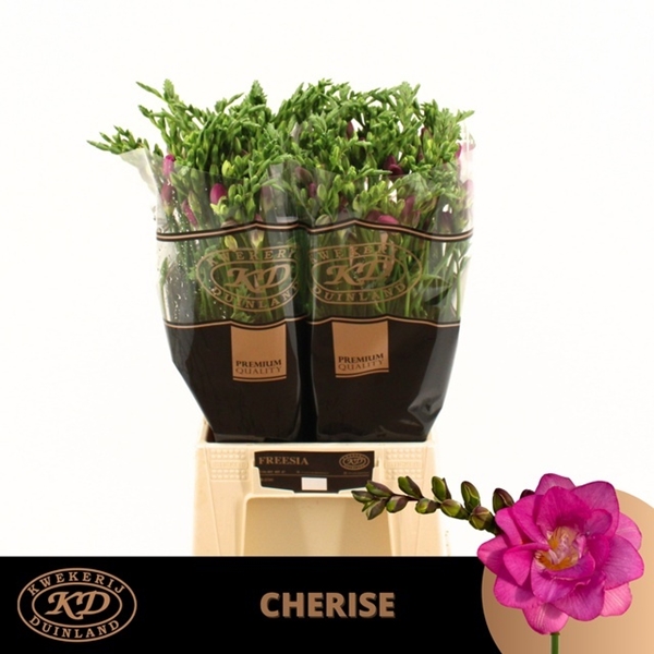 FREESIA CHERISE