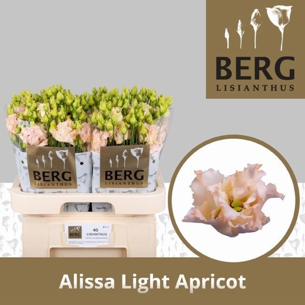 LISIANTHUS ABRICOT $$$