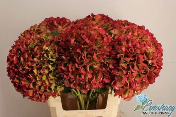 HORT. GLOWING ALPS CLASSIC 60CM