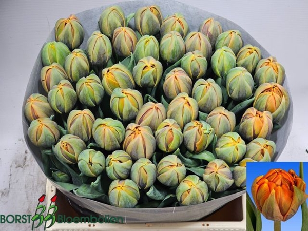 TULIPE ORANGE PRINCESS