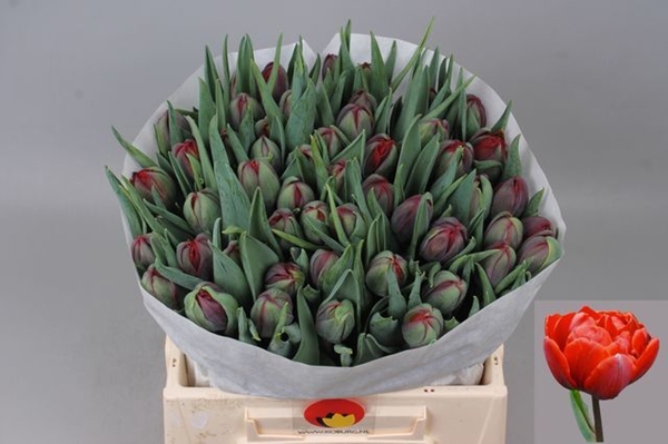 TULIPE RED PRINCESS