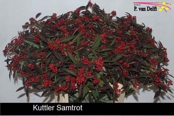 EUPHORBIE SAMTROT 80CM