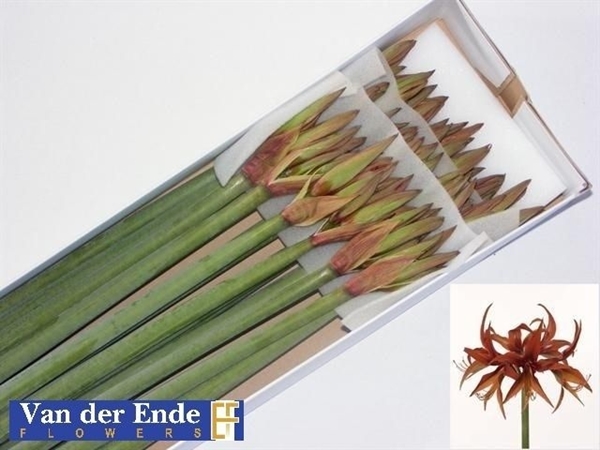 AMARYL. MERENQUE X18