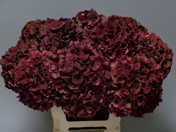 HORT. PINK RUBY CLASSIC 60CM